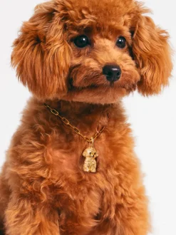 Charm Caniche Toy Baño Oro