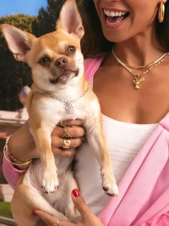 Charm Chihuahua